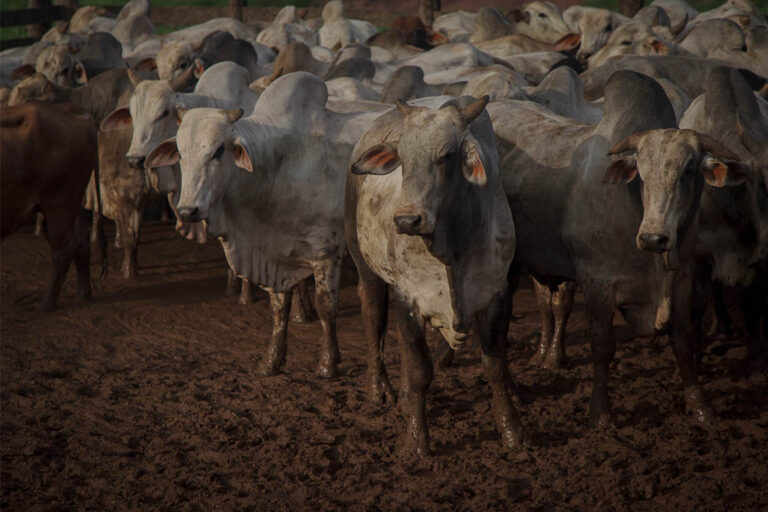 Carne é responsável por 57% dos gases estufa emitidos pelo Brasil