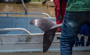 Com continuidade da seca, estratégia de emergência é montada para salvar botos no Amazonas