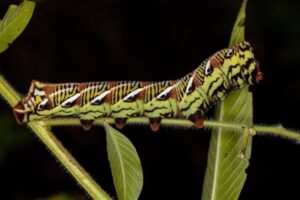 Como as patas falsas das lagartas surgiram em seu processo de evolução?