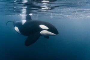 Comportamento aterrorizante das orcas tem surpreendido cientistas; por quê?