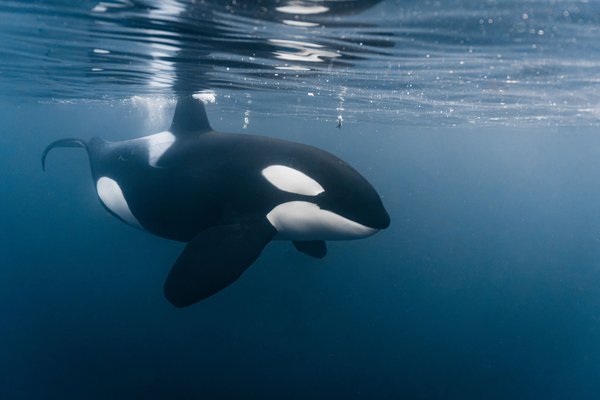 Comportamento aterrorizante das orcas tem surpreendido cientistas; por quê?