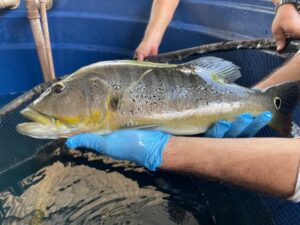 De forma inédita, peixes nativos do rio Xingu são reproduzidos em cativeiro no Pará
