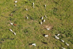 Desmatamento na Amazônia cai pelo sétimo mês consecutivo
