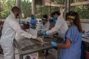 "É a primeira vez no mundo que o calor, a crise climática, mata mamíferos aquáticos dessa maneira", alerta pesquisadora