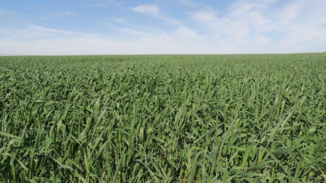 Em 37 anos, áreas reservadas à agropecuária no país cresceram 50% e as maiores estão na Amazônia