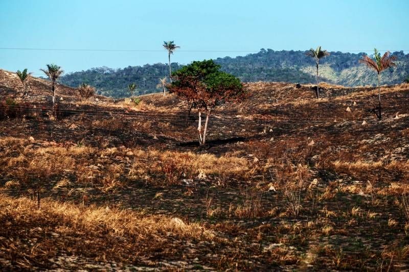 Em 38 anos Brasil perdeu 15% de suas florestas naturais e bioma amazônico é um dos mais afetados