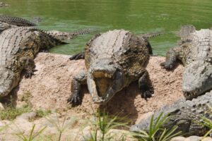 Estudo pode mostrar que crocodilos teriam empatia por outros animais