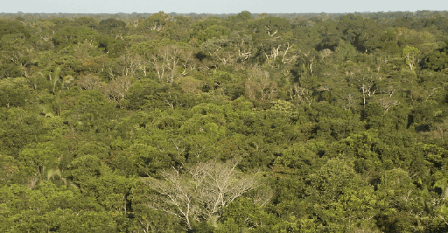 Estudo revela que El Niño interrompe capacidade das florestas da América do Sul de absorver carbono