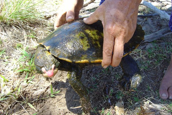 Filho de Steve Irwin dá continuidade ao trabalho do pai em reprodução de tartaruga rara