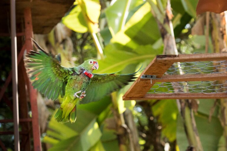 Galeria de fotos: uma segunda chance para os papagaios-de-peito-roxo