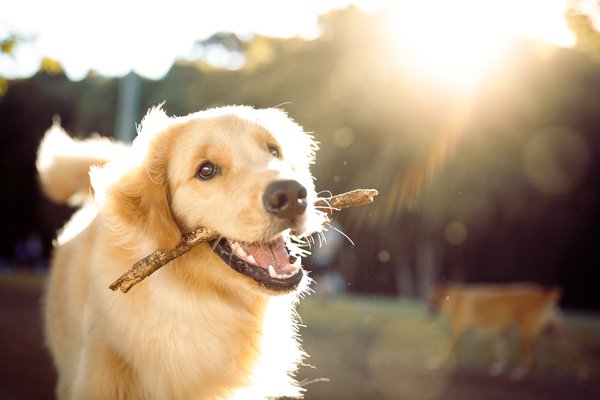 Golden retrievers têm gene especial que podem fazê-los viver mais!