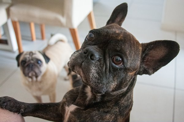 Holanda proíbe criação de raças de cães braquicefálicos, como pugs e buldogues