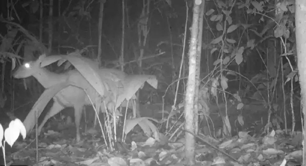 Mamíferos amazônicos de médio e grande porte são monitorados para inventário
