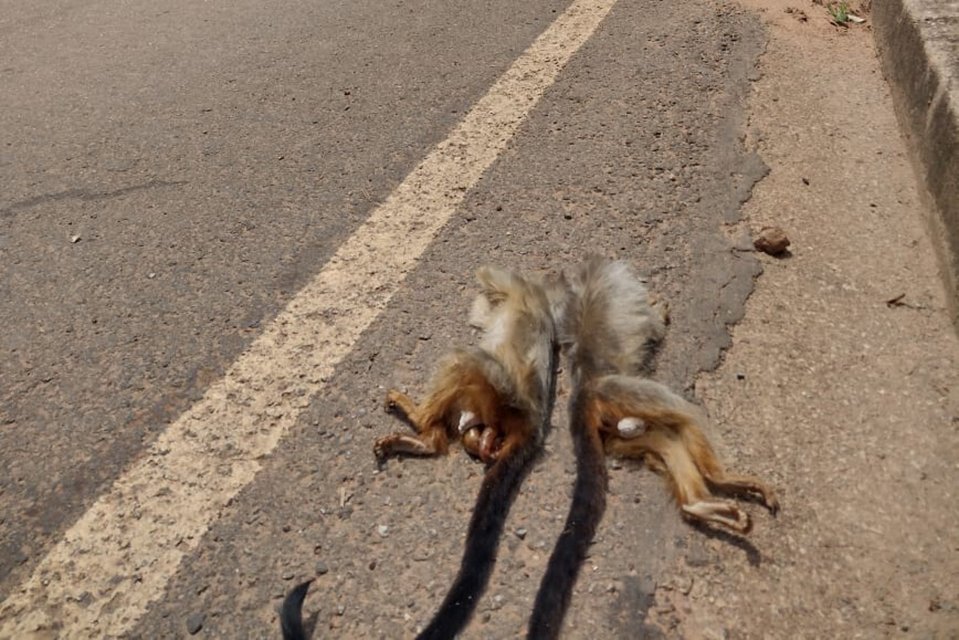 Mobilização contra mortes de animais silvestres ganha força em Alta Floresta