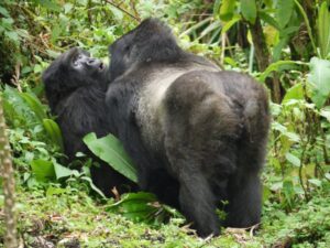 O comportamento homossexual de animais pode ser tão comum devido a uma vantagem evolutiva