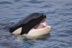 Orca encontrada morta morreu engasgada com 7 lontras-marinhas