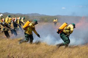 Plantas do Cerrado combinam pelo menos duas estratégias para resistir ao fogo, revela estudo