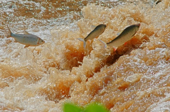 Portal Amazônia responde: o que é a piracema?