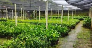 Projeto utiliza madeiras apreendidas em operações policiais em Rondônia para construção de viveiros