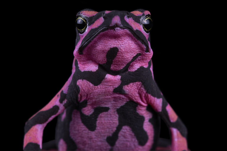 Sem freio, crise do clima pode extinguir anfíbios globalmente