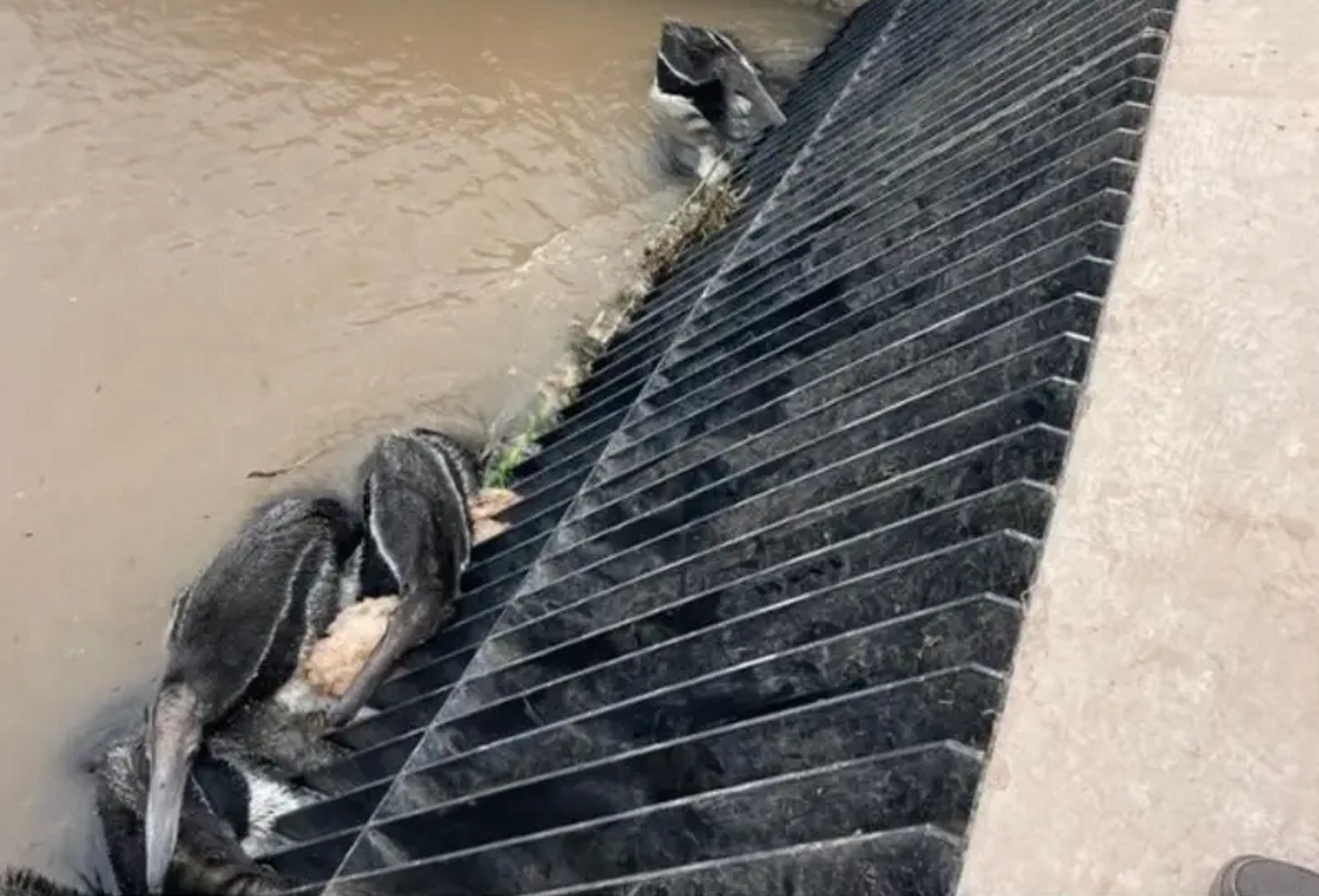Tamanduás-bandeira também morrem em canais de irrigação, na Argentina