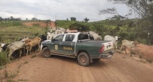 Terras protegidas na Amazônia são ameaçadas por nova fronteira agrícola