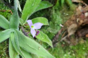Uma descoberta cabeluda: a curiosa bromélia-peluda
