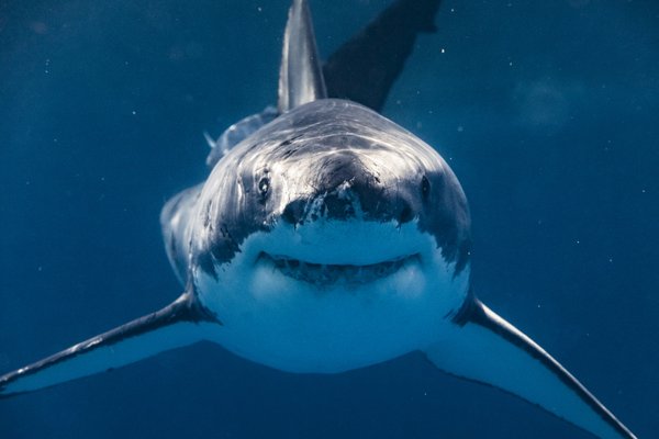 5 ideias sobre os tubarões que te ensinaram errado