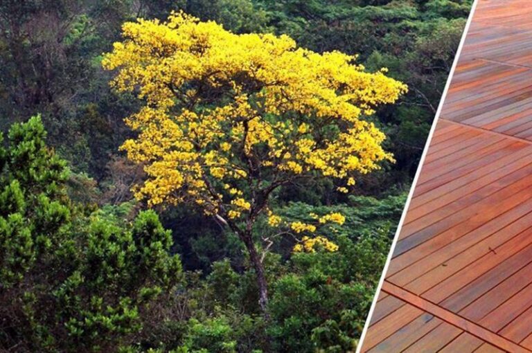 75% do ipê do Pará é extraído ilegalmente