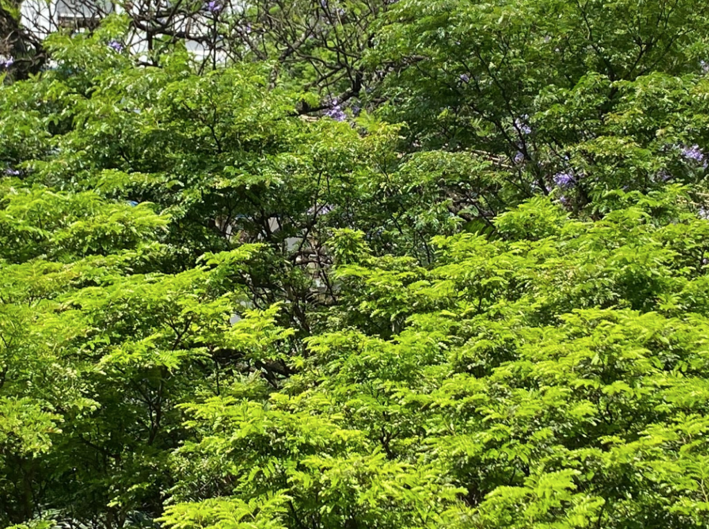 A árvore da felicidade – Opinião – CartaCapital