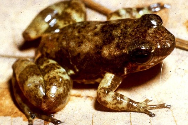 Anfíbios amazônicos estão entre os 40% dos anfíbios no mundo ameaçados de extinção