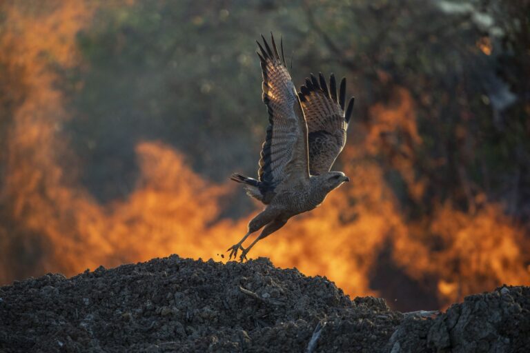 Belezas e dramas pantaneiros chegam ao Congresso Nacional