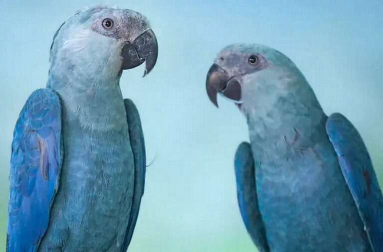 Brasil quer repatriar aves enviadas à Índia sem autorização do governo