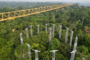 Comitê científico estabelece cinco áreas prioritárias de pesquisa do AmazonFACE