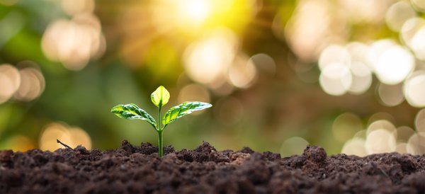 Como as plantas lidam com dias mais curtos e a perda da luz do dia