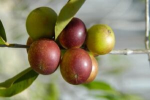 Comunidades amazônicas no Peru conservam florestas usando camu camu de forma sustentável