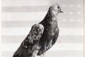 Conheça Cher Ami, o heroico pombo-correio da Primeira Guerra Mundial