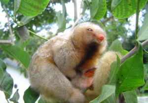Conheça os tamanduaís, os menores tamanduás do mundo