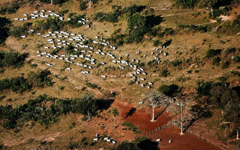 Consumo europeu de carne amplia desmate do Pantanal