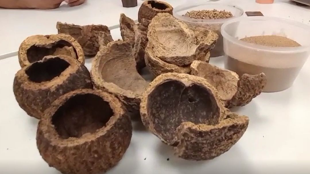 Desafios e oportunidades para a cadeia de Castanha-do-Brasil é tema do ‘Meetup Acelera – edição Bioeconomia’