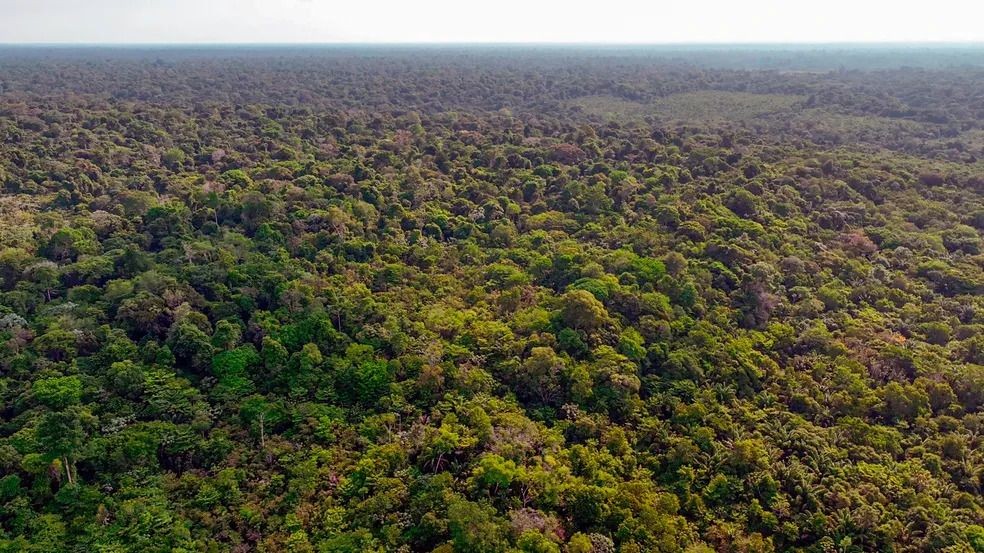 Entenda o que é biopirataria e como ela ocorre na Amazônia