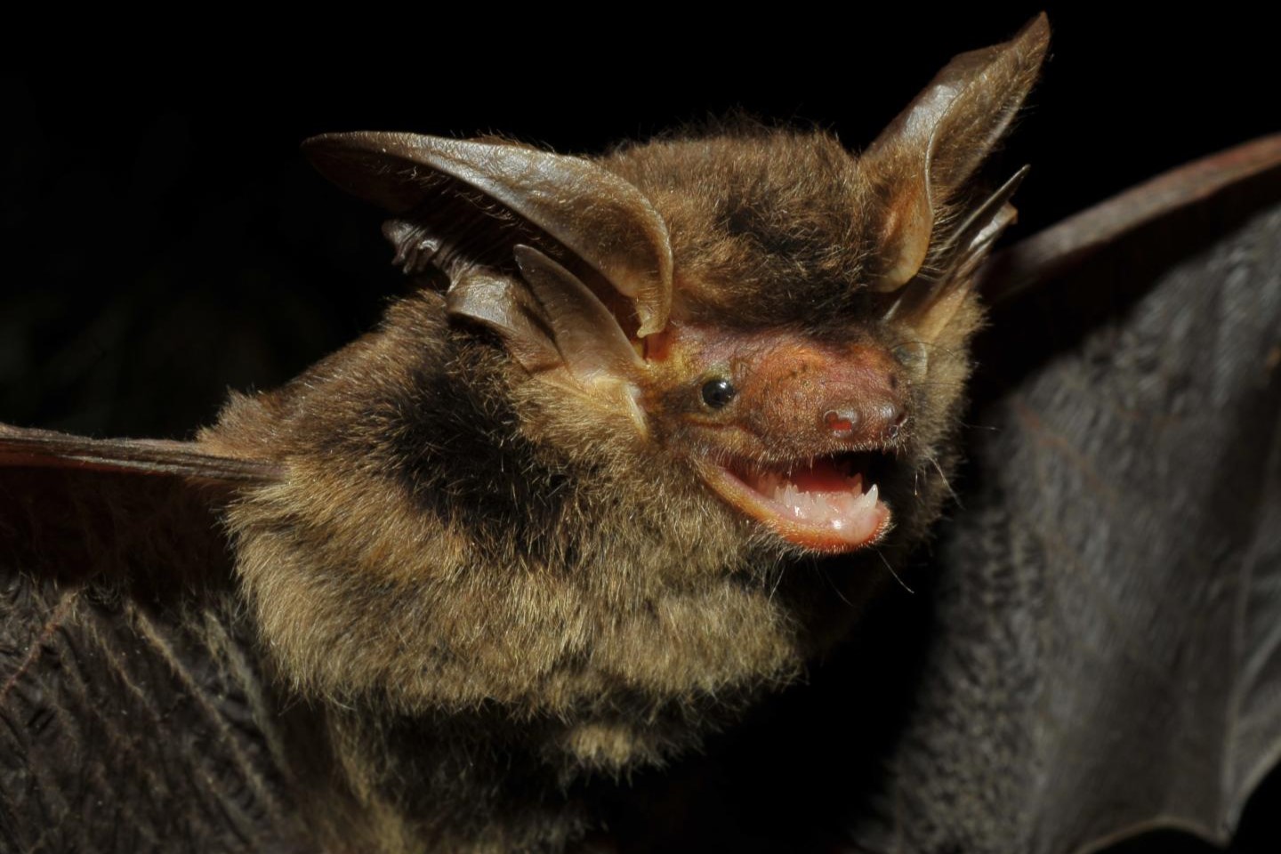 Espécie de morcego é reencontrada após mais de um século