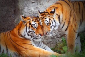 Estudo mostra a diferença genética entre órgãos masculinos e femininos