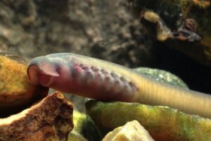 Fósseis de lampreias 'assassinas' revelam segredos de 160 milhões de anos