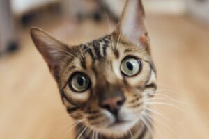 Gatos têm quase 300 expressões faciais, segundo estudo