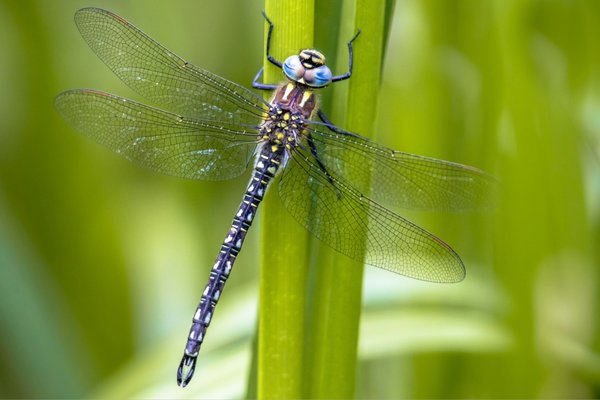 Libélulas, morcegos e outras 6 criaturas normalmente associadas à morte pelo mundo