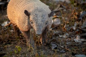 Mamíferos a serviço do ecossistema – e da sociedade!