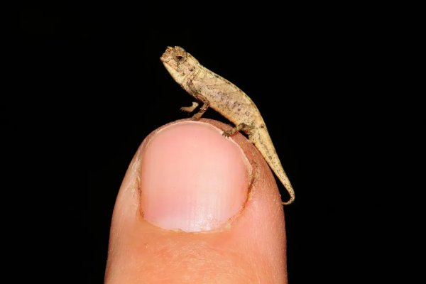 Menor réptil do mundo pode ter sido descoberto em Madagascar