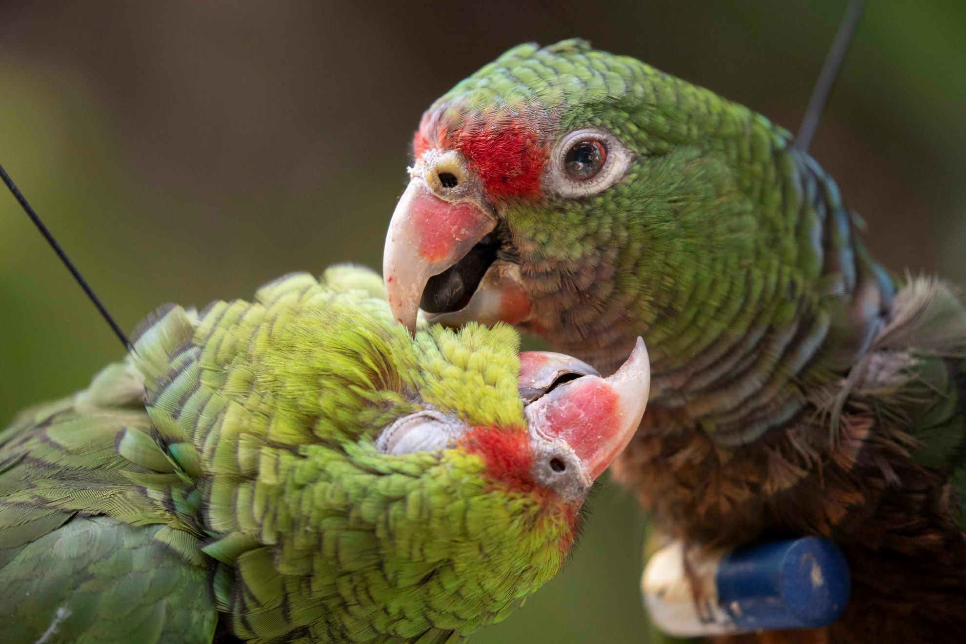 Nova soltura de papagaios-do-peito-roxo reforça população em Minas Gerais