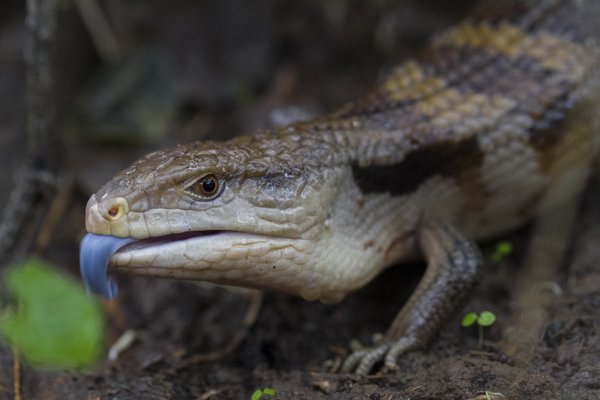 O lagarto que desafia predadores com sua língua azul luminosa
